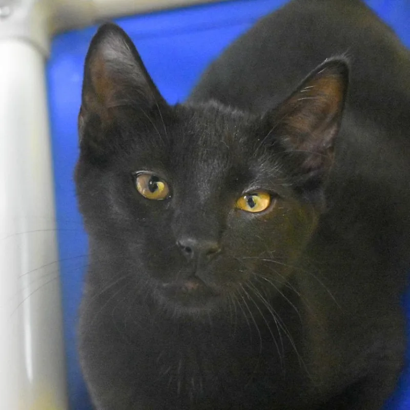 A baby medium-sized male Domestic Short Hair cat named Everest for adoption in Saint Petersburg, FL