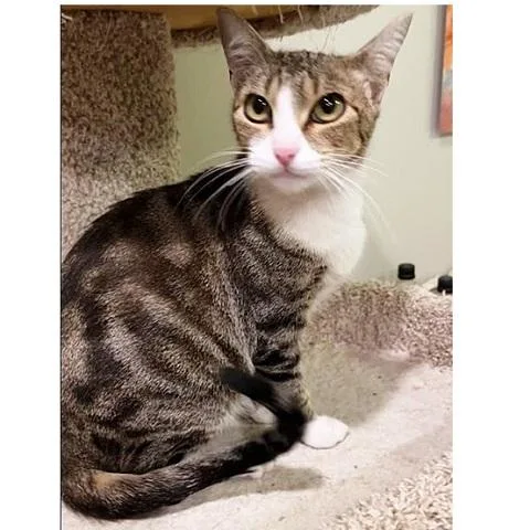 An adult medium-sized female Tabby (Brown / Chocolate) Tabby cat named Anna for adoption in Salt Lake City, UT