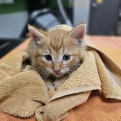 A young medium-sized male Domestic Short Hair cat named Arnold for adoption in Kansas City, MO