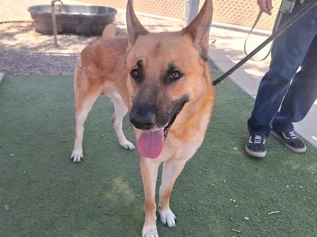 An adult large-sized male German Shepherd Dog dog named Hot Cheeto for adoption in Phoenix, AZ