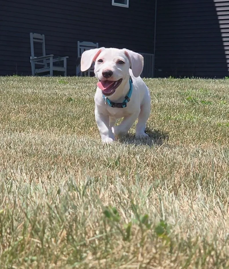 A baby small-sized male Dachshund dog named Ziggy for adoption in North Prairie, WI