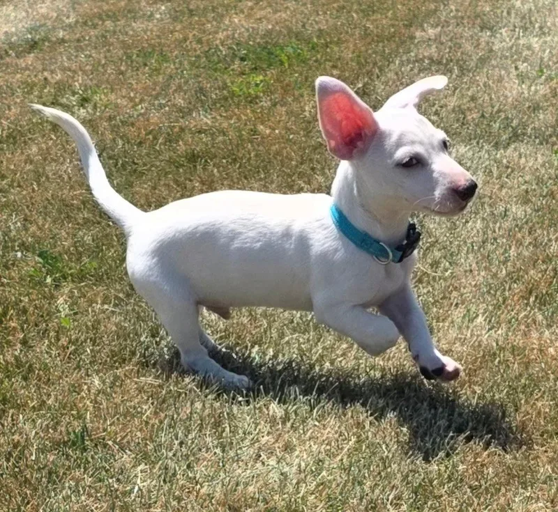 Ziggy thumbnail 3