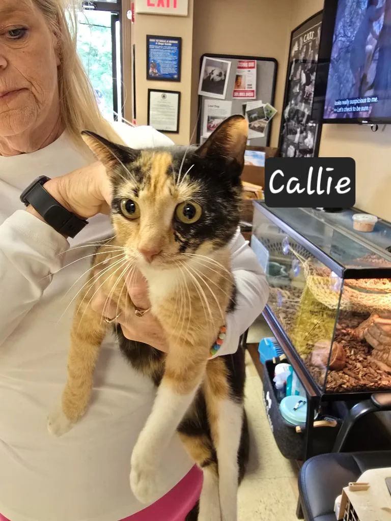A young small-sized female Domestic Short Hair cat named Callie for adoption in Maumelle, AR