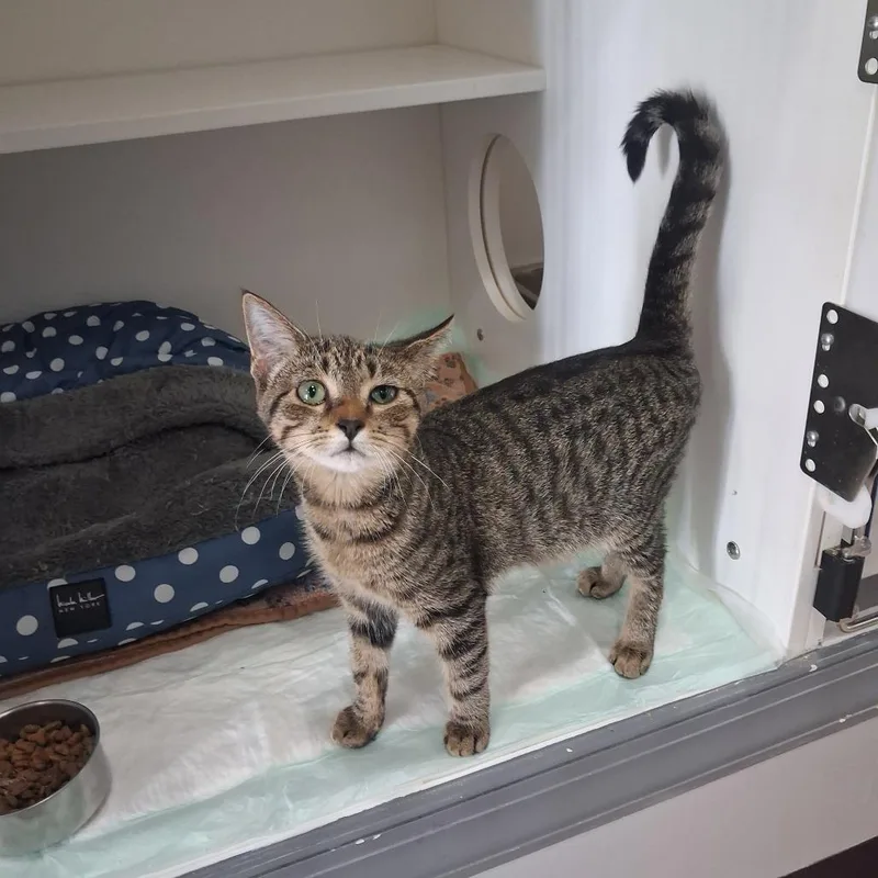 A baby small-sized female Brown / Chocolate Domestic Short Hair cat named Velma for adoption in Elizabeth City, NC