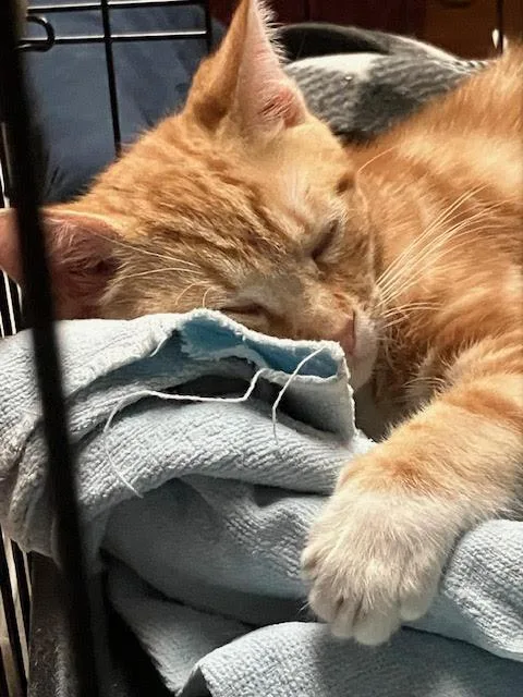 Vangogh
