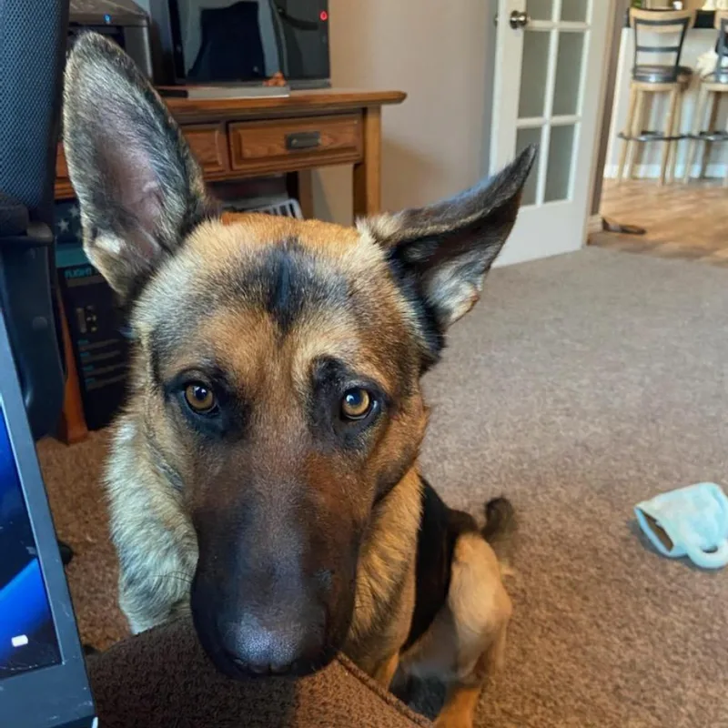 An adult large-sized male Black German Shepherd Dog dog named Arlo for adoption in Tulsa, OK