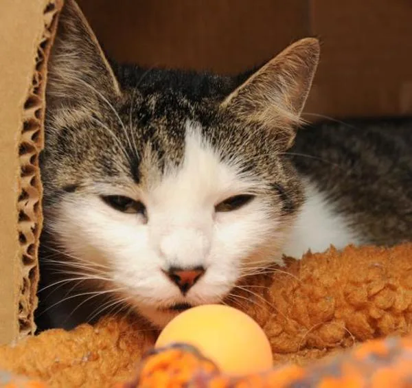 A senior small-sized female Domestic Short Hair cat named Snickers for adoption in Des Moines, IA