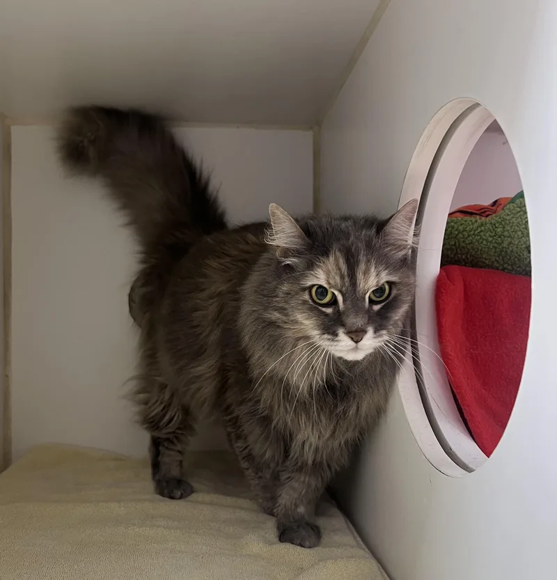 An adult small-sized female Domestic Long Hair cat named Ghost for adoption in Reisterstown, MD