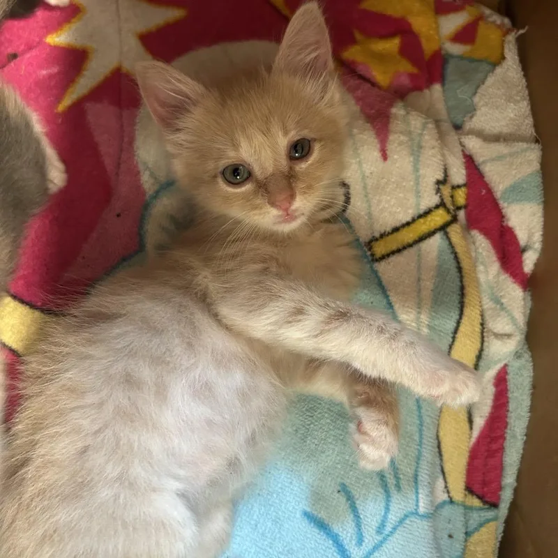 A baby small-sized male Domestic Medium Hair cat named Cheeto for adoption in Kyle, TX