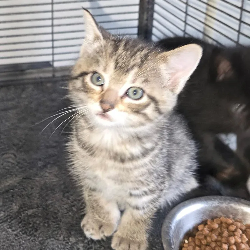 A baby small-sized female Brown / Chocolate Domestic Short Hair cat named Ramona for adoption in Canton, IL