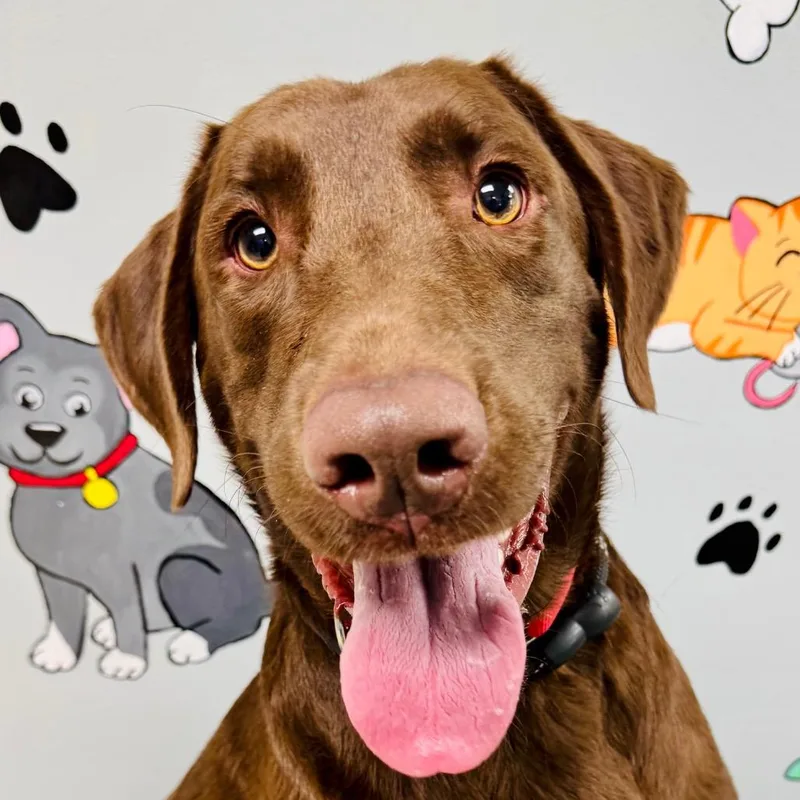An adult extra large-sized male Brown / Chocolate Labrador Retriever dog named Charlie Brown for adoption in Lebanon, MO