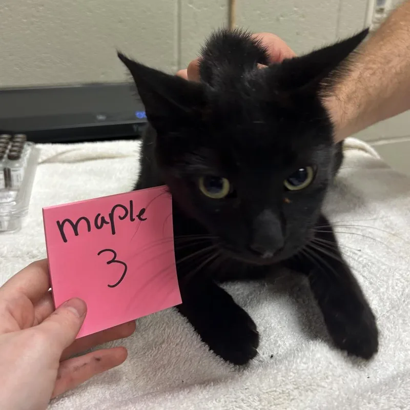 A young medium-sized male Black Domestic Short Hair cat named Toronto for adoption in Bristol, IN