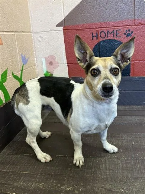 An adult small-sized female Chihuahua dog named Cora for adoption in Castaic, CA