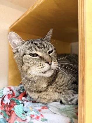 A senior small-sized male Domestic Short Hair cat named Luka for adoption in Bellevue, WA