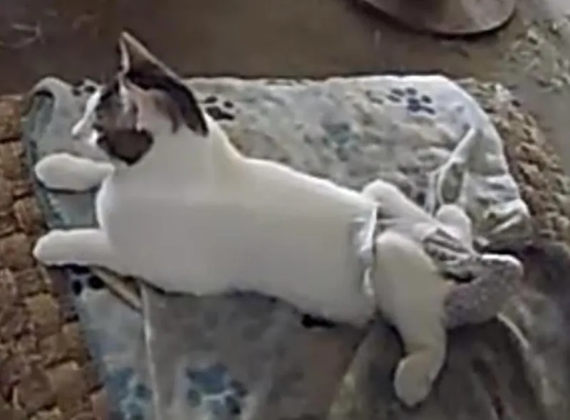 Crockett thumbnail 2