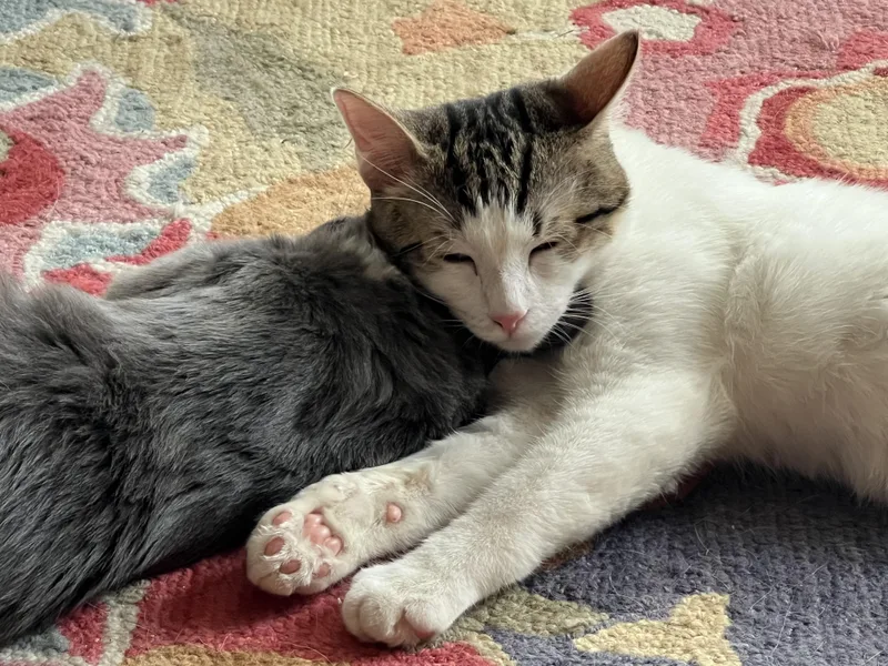 Crockett thumbnail 4