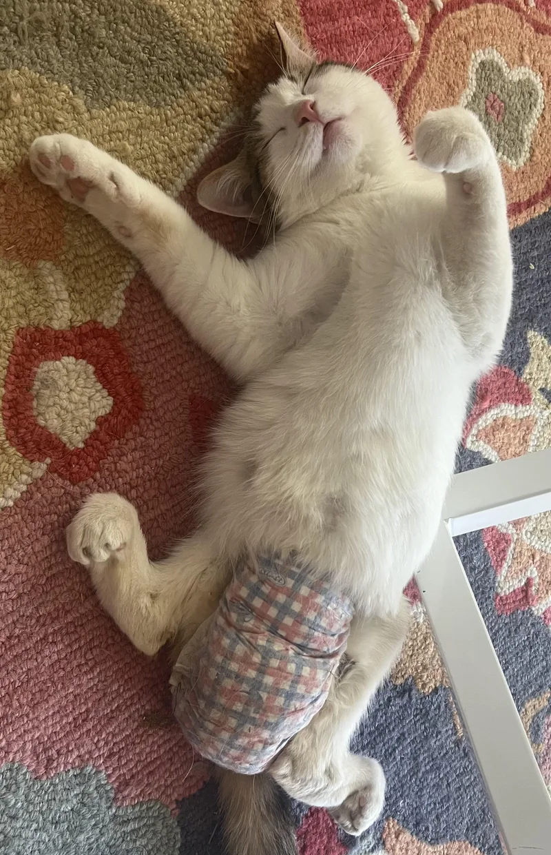 Crockett thumbnail 5