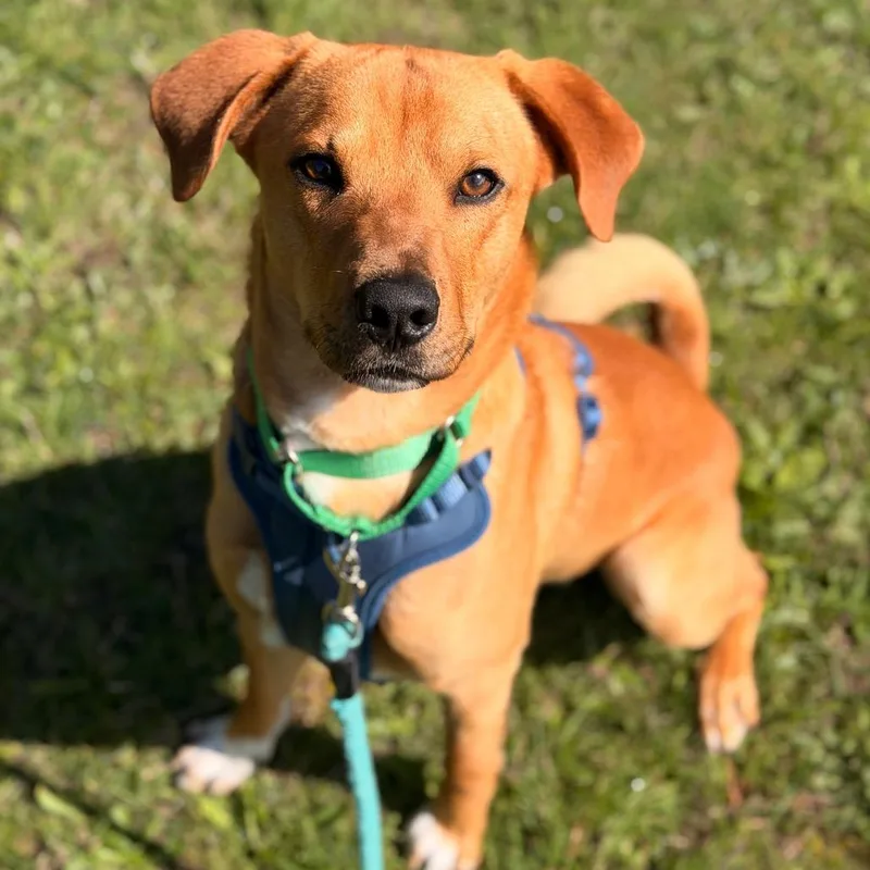 An adult medium-sized male Apricot / Beige Mixed Breed dog named Butterscotch for adoption in Port Angeles, WA
