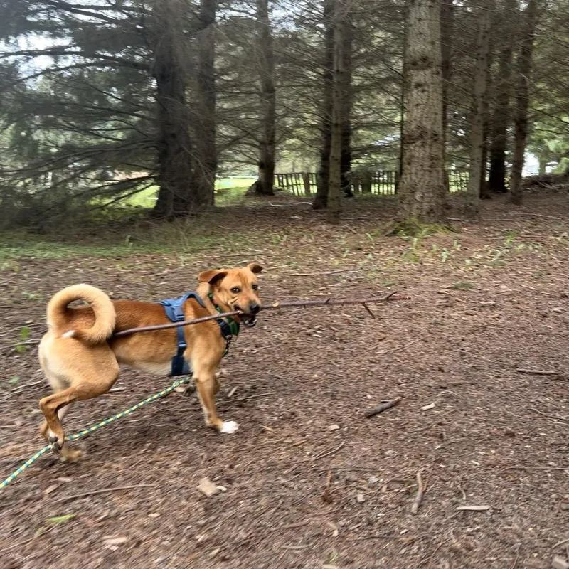 Butterscotch thumbnail 2