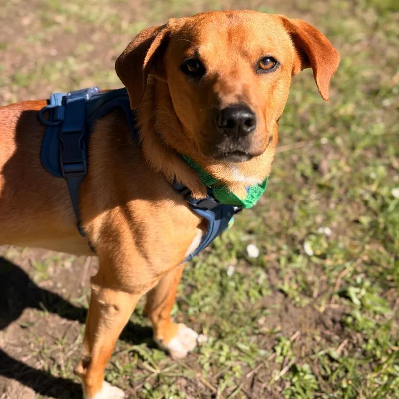 Butterscotch thumbnail 3