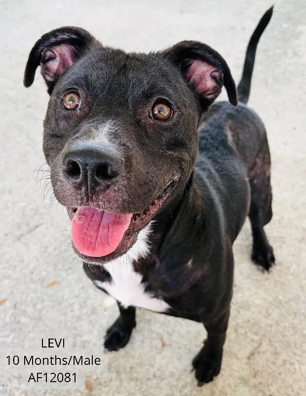 An adult medium-sized male Black Feist dog named Levi for adoption in Supply, NC