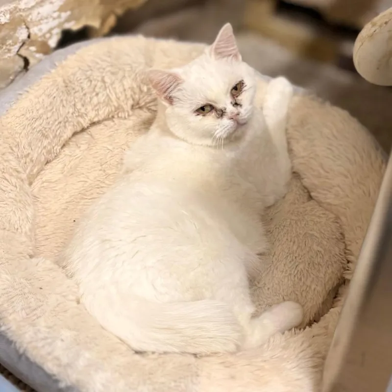 An adult medium-sized female Persian cat named Pishi for adoption in Enid, OK