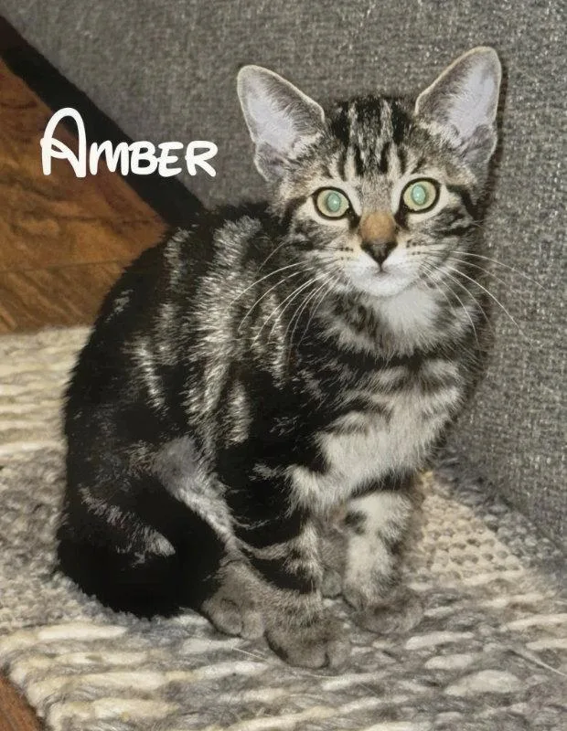 A young medium-sized female Tabby cat named Amber for adoption in Knoxville, TN