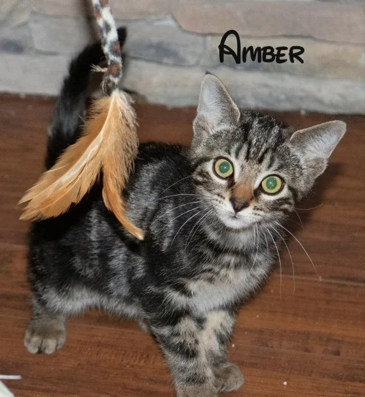 Amber thumbnail 2