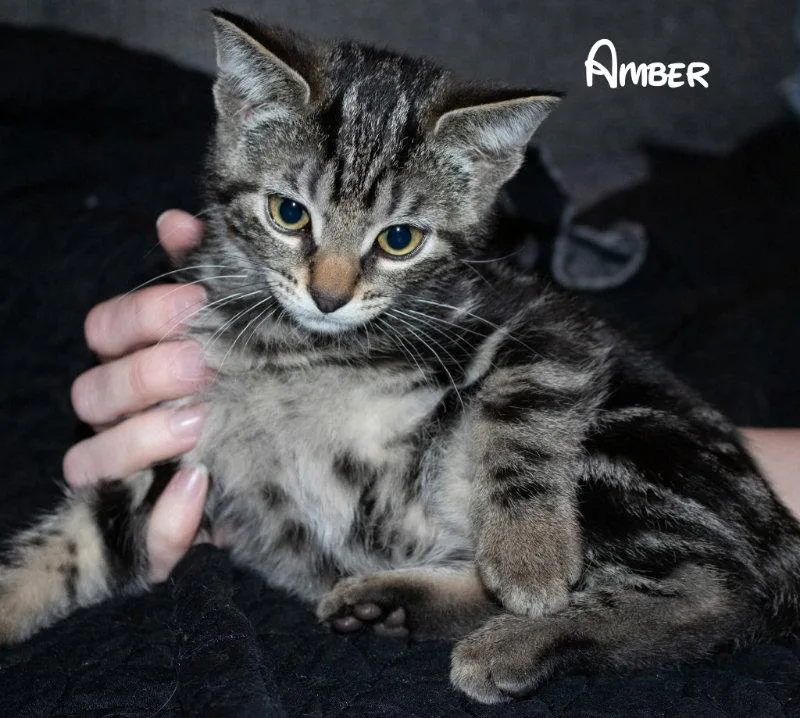 Amber thumbnail 3