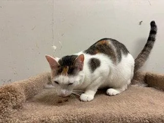 A young medium-sized female Calico cat named Peaches for adoption in Fayetteville, GA