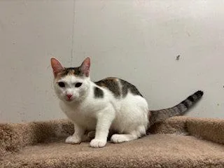 Peaches thumbnail 2