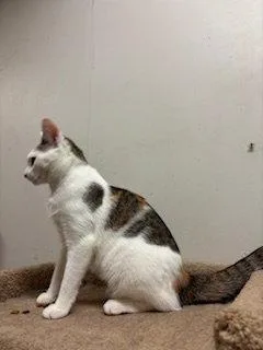 Peaches thumbnail 3