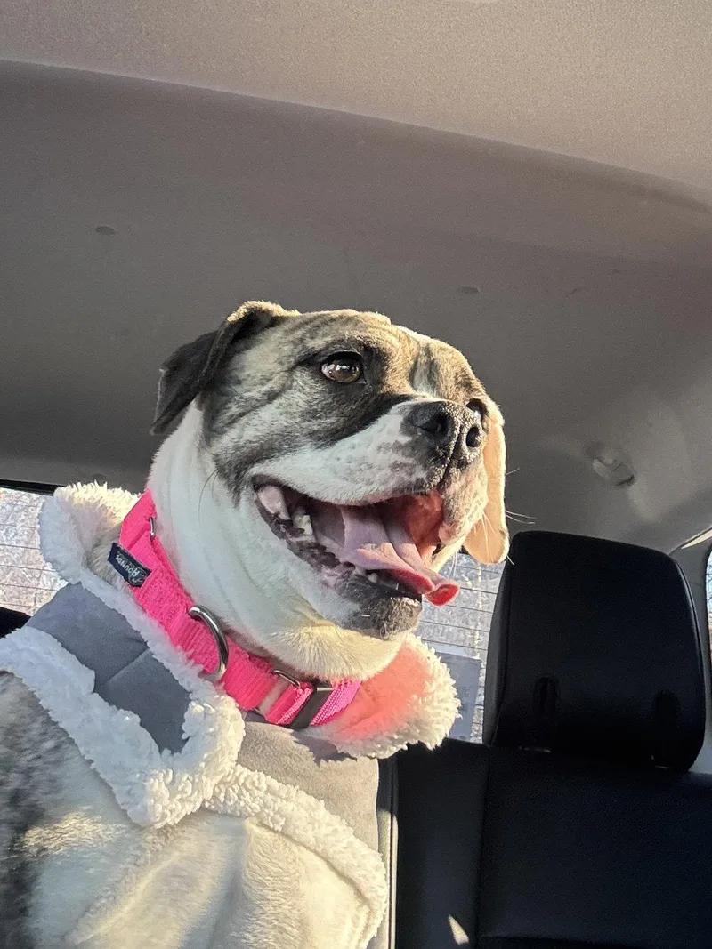 A young medium-sized female English Bulldog dog named Doris for adoption in New Hope, PA
