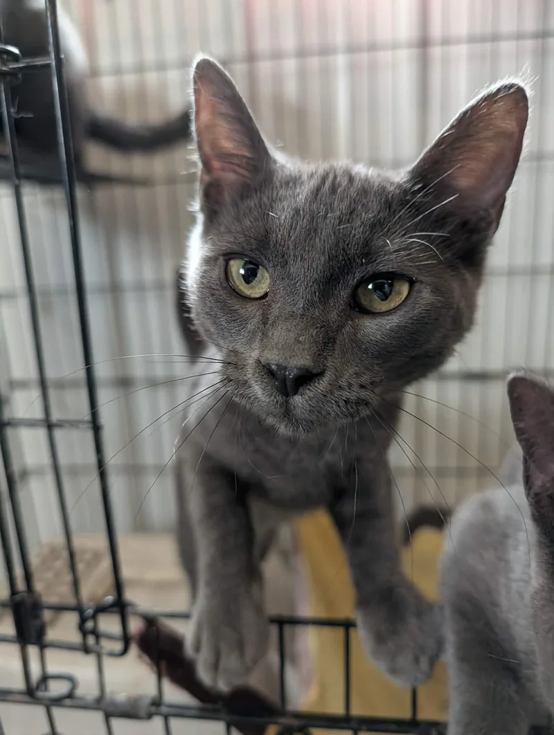 A baby medium-sized male Gray / Blue / Silver Domestic Short Hair cat named Salem for adoption in Detroit Lakes, MN
