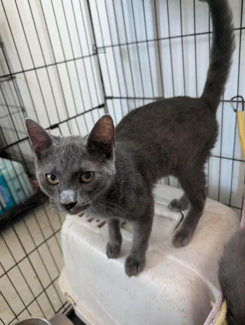 Salem thumbnail 2