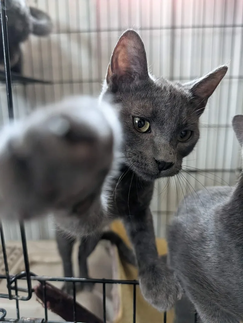 Salem thumbnail 3