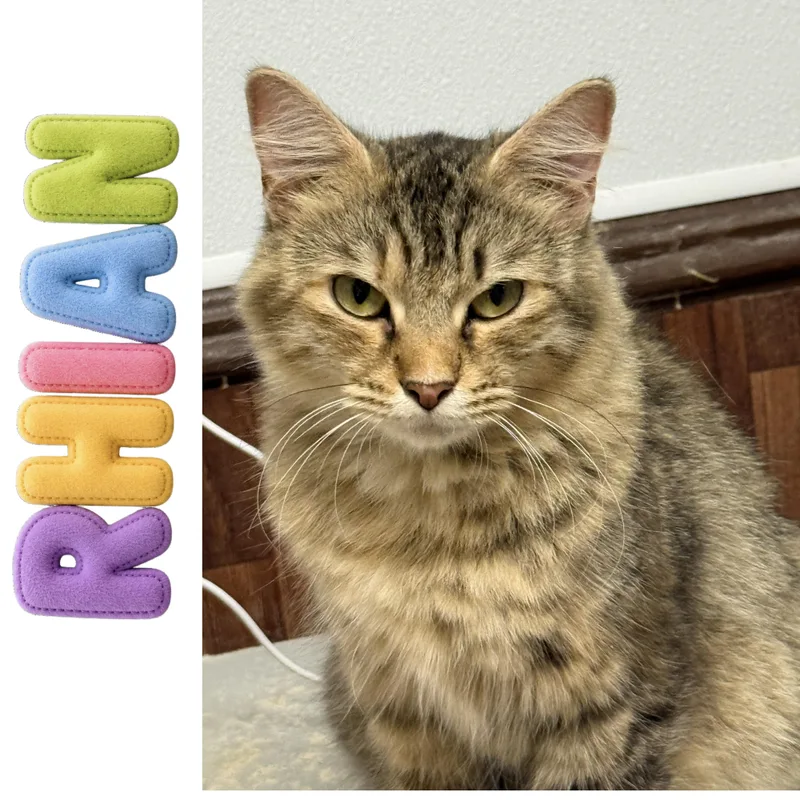 An adult medium-sized female Domestic Medium Hair cat named Rhian for adoption in Little Falls, NY