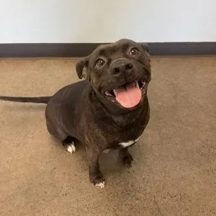 An adult medium-sized male Brindle Mixed Breed dog named Rocky for adoption in Mishawaka, IN