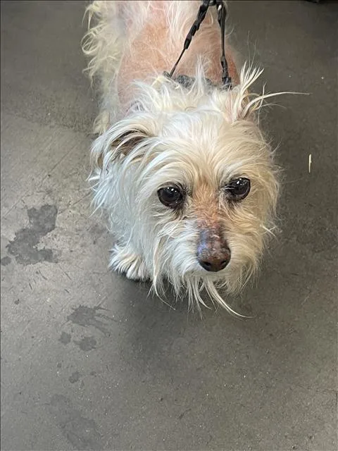 A senior small-sized female Fox Terrier dog named Moana for adoption in Chatsworth, CA