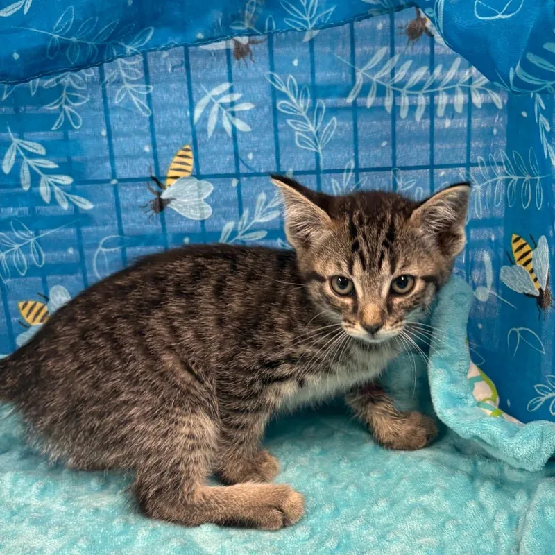 A baby small-sized female Brown / Chocolate American Shorthair cat named Pumpernickel for adoption in Greenfield, IN