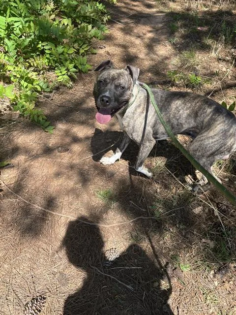 An adult medium-sized male Pit Bull Terrier dog named Cam for adoption in Charlotte, NC