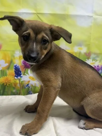 A young small-sized female Terrier dog named Estrella for adoption in San Antonio, TX