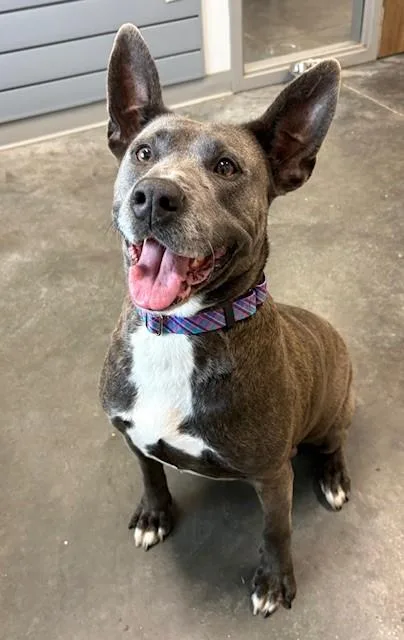 An adult large-sized female Labrador Retriever dog named Sammy for adoption in Brunswick, GA