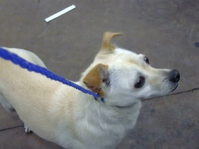 An adult small-sized male Mixed Breed dog named Sammy for adoption in Dallas, TX
