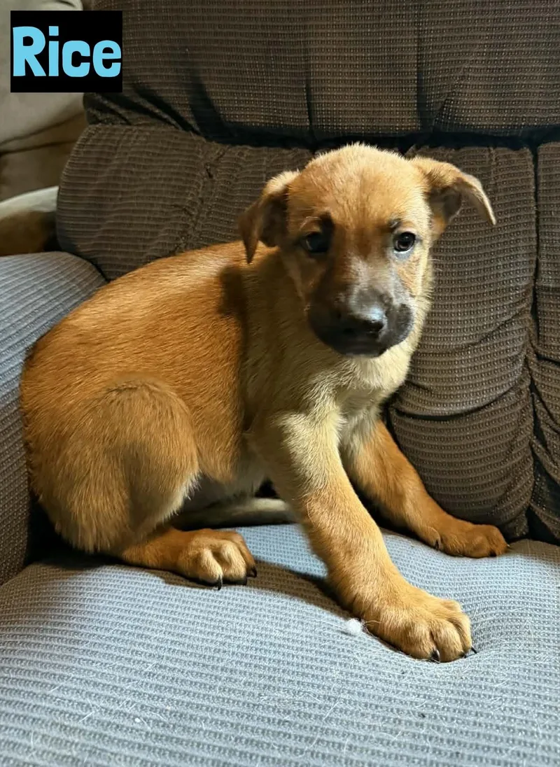 A baby medium-sized male Yellow / Tan / Blond / Fawn Labrador Retriever dog named Rice for adoption in Grand Rapids, MI