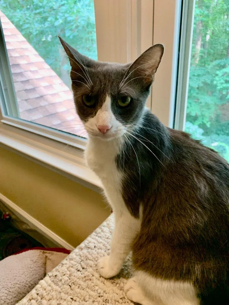 A young medium-sized female White Oriental Short Hair cat named Esmeralda for adoption in Raleigh, NC