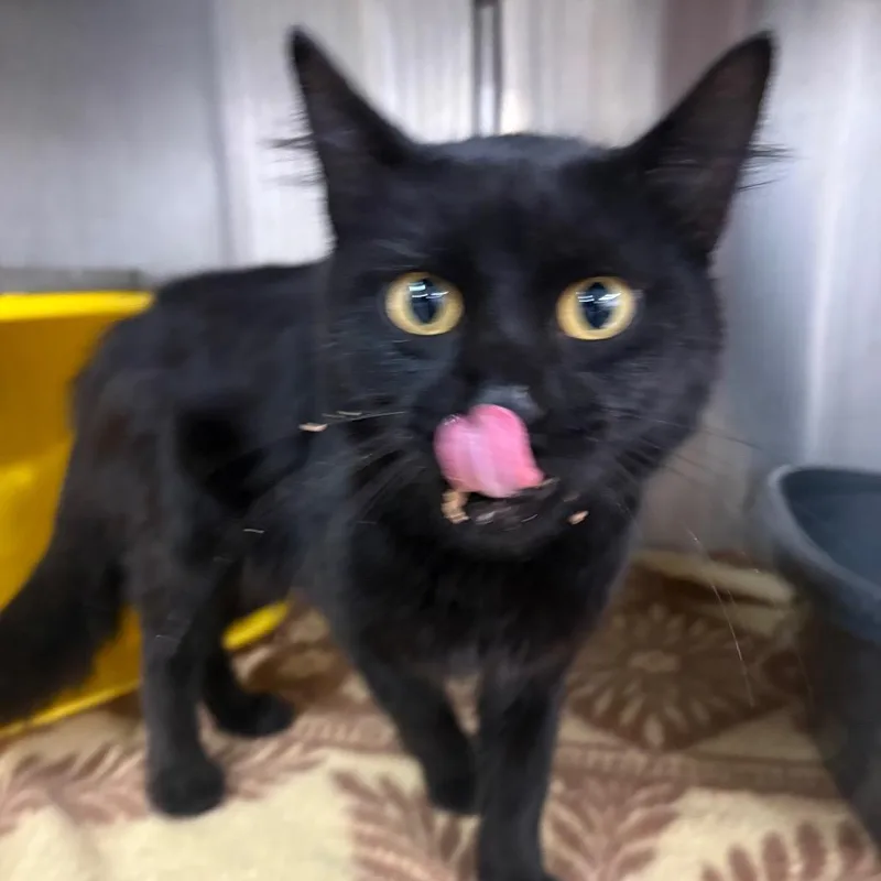 A young medium-sized male Black Domestic Medium Hair cat named Smoke for adoption in Manhattan, KS