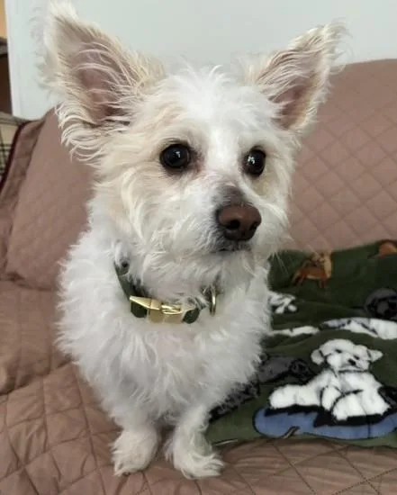 Peanut