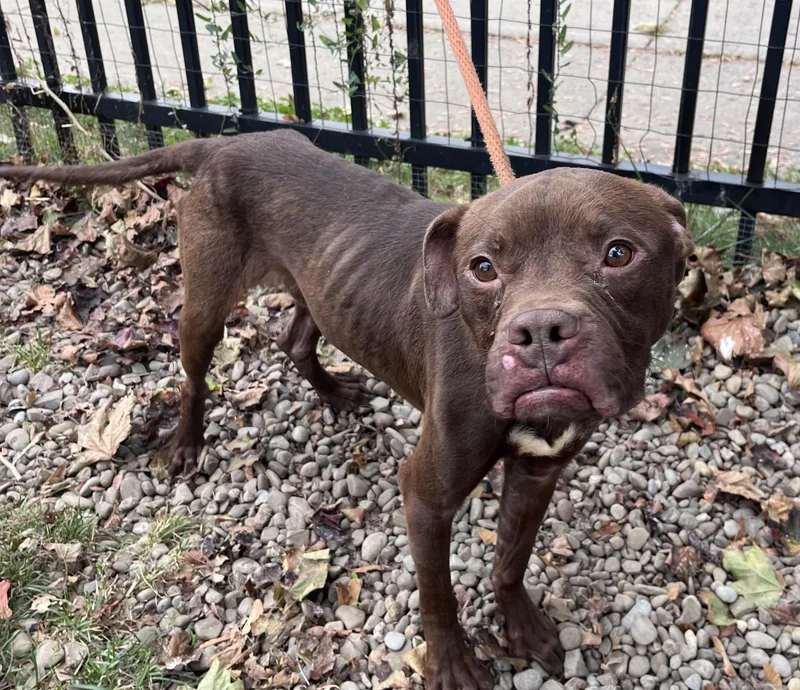 A young medium-sized male Pit Bull Terrier dog named Darius for adoption in Buffalo, NY
