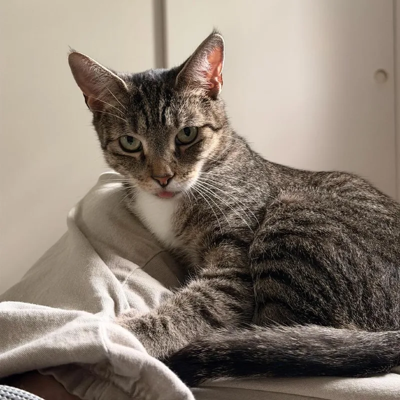 An adult medium-sized female Brown / Chocolate Domestic Short Hair cat named Tina for adoption in Bel Air, MD